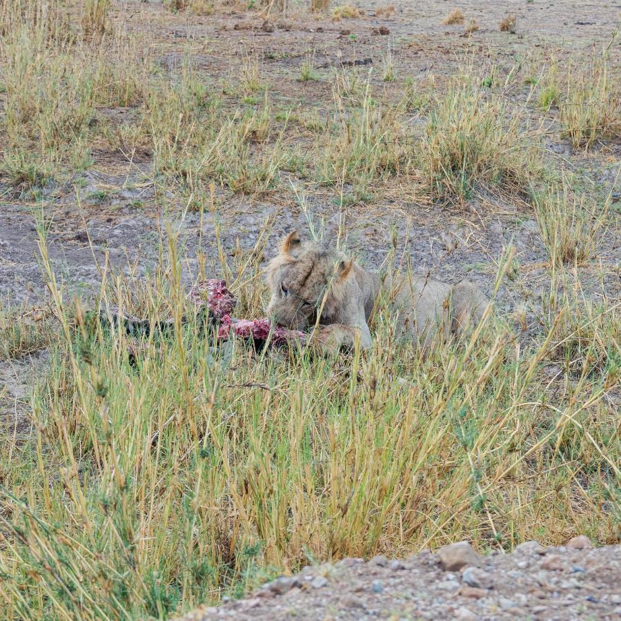 Wild Amboseli Ndovu Cottage. Extérieur photo