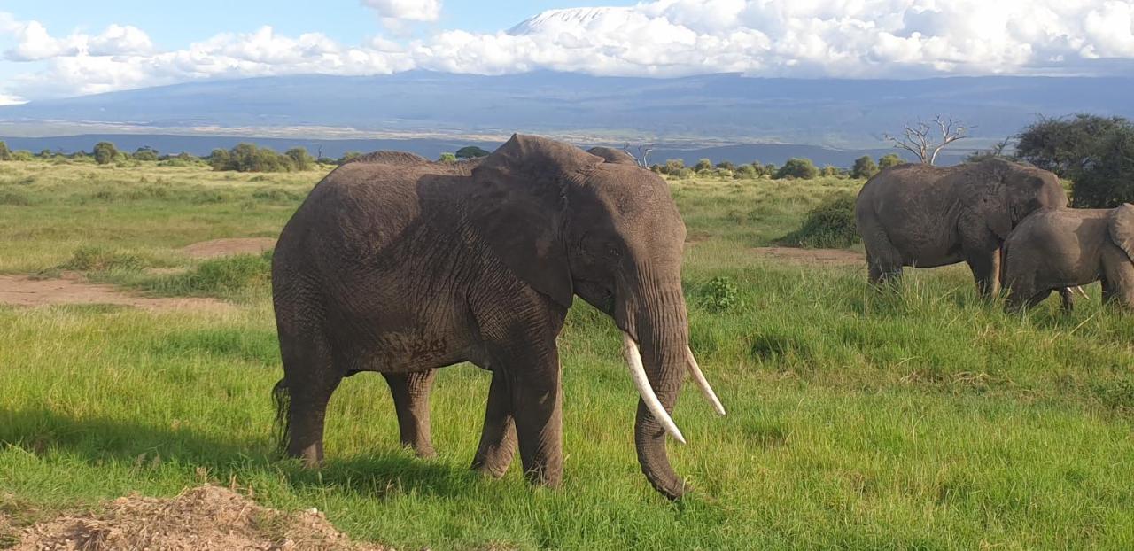 Wild Amboseli Ndovu Cottage. Extérieur photo