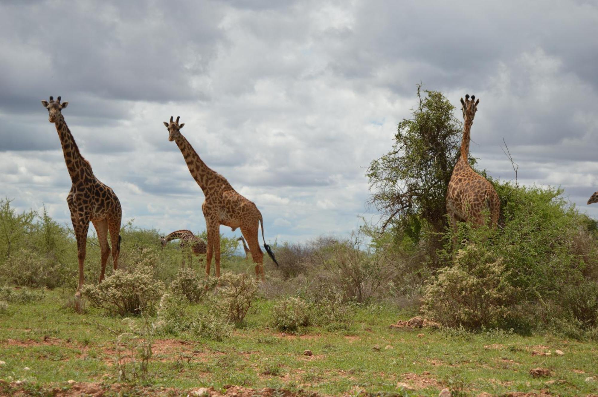 Wild Amboseli Ndovu Cottage. Extérieur photo