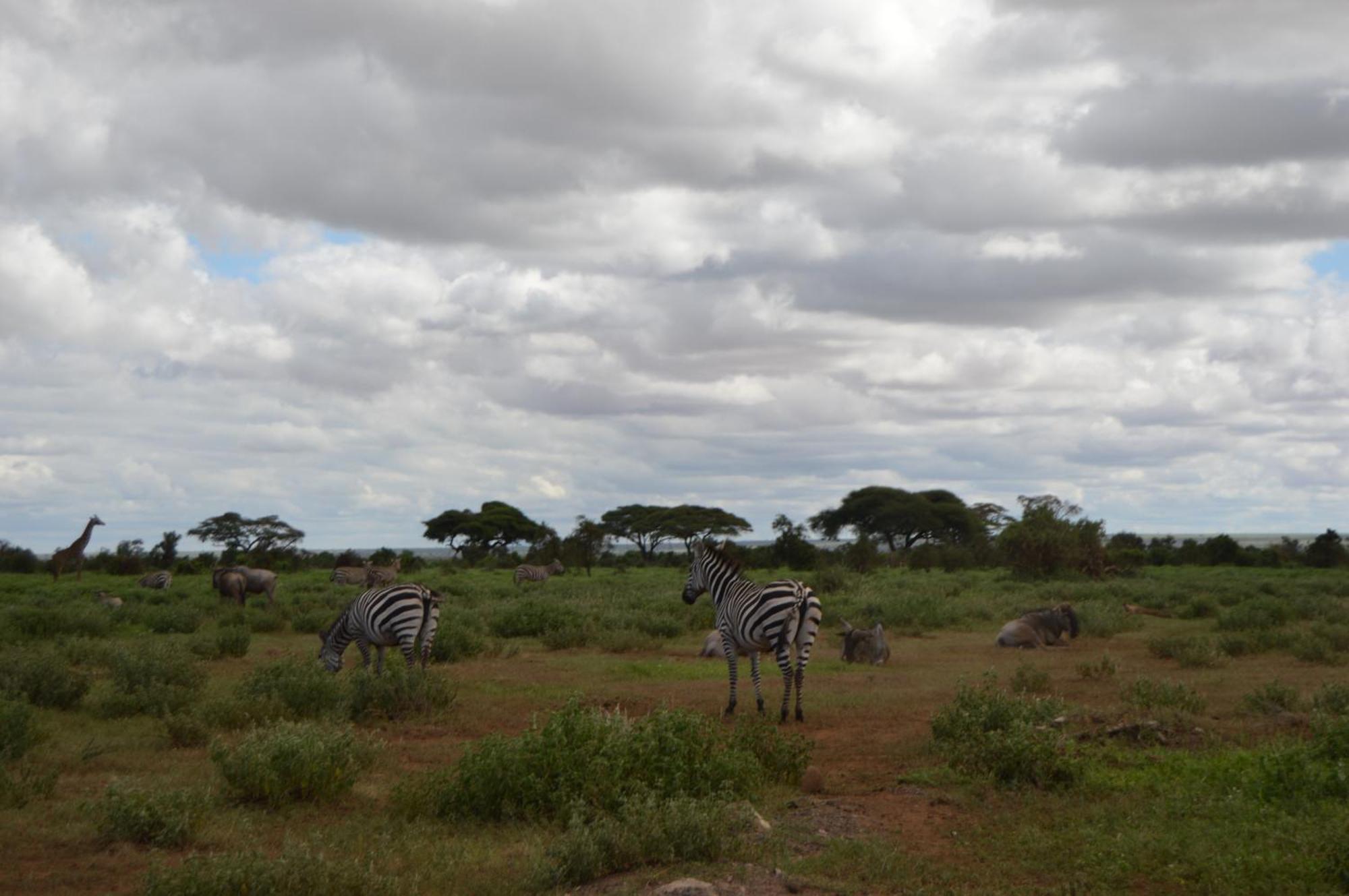 Wild Amboseli Ndovu Cottage. Extérieur photo
