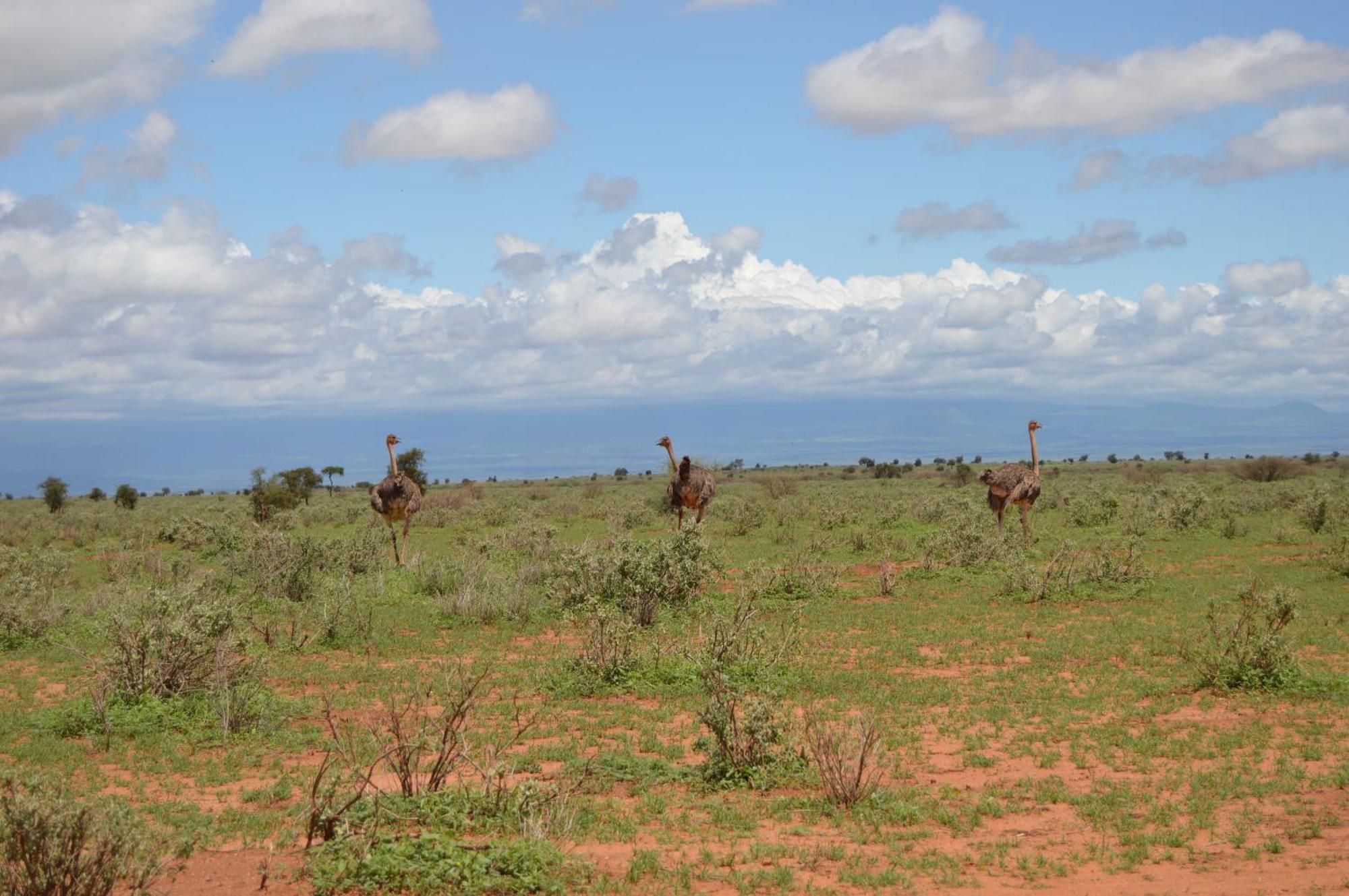 Wild Amboseli Ndovu Cottage. Extérieur photo