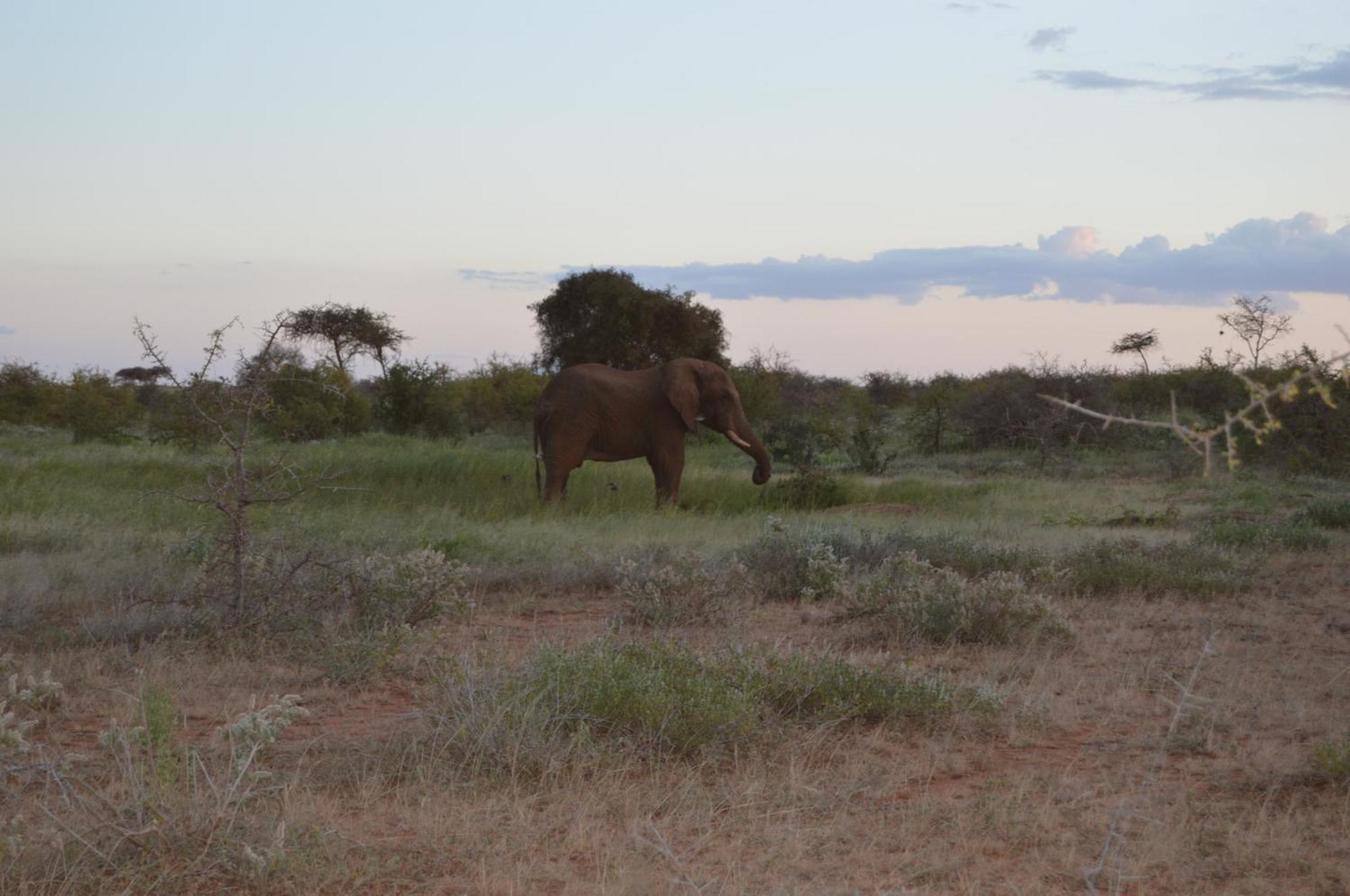 Wild Amboseli Ndovu Cottage. Extérieur photo