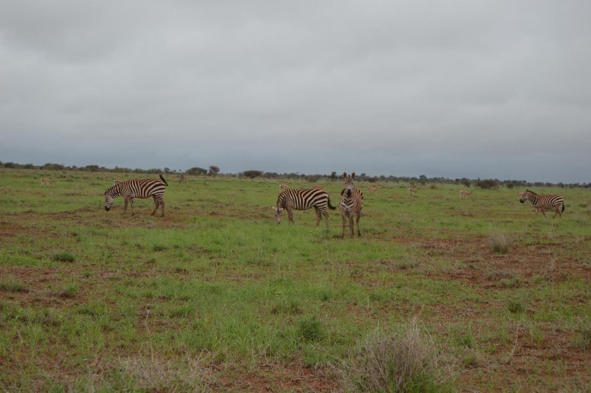 Wild Amboseli Ndovu Cottage. Extérieur photo